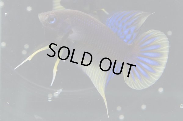 画像2: インベリス "イエローフィン・ブルー"　Pr (2)