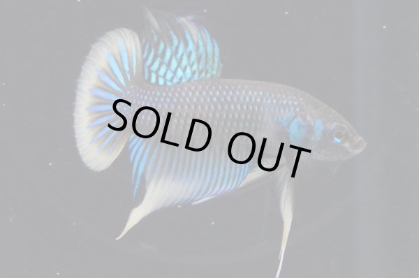 画像1: インベリス "イエローフィン・グリーン"　Pr (1)