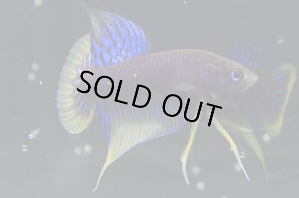 画像3: インベリス "イエローフィン・ブルー"　Pr (3)