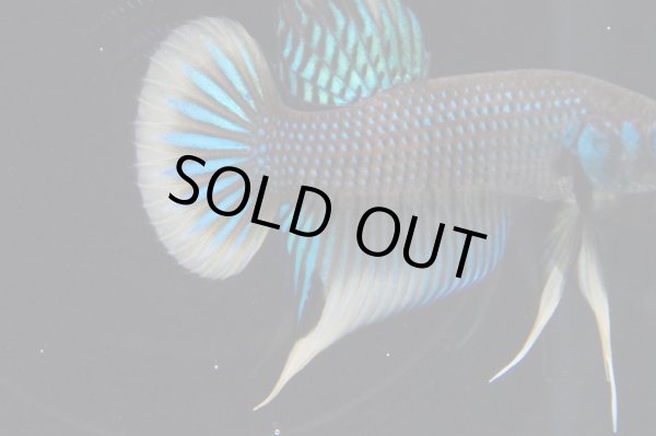 画像4: インベリス "イエローフィン・グリーン"　Pr (4)