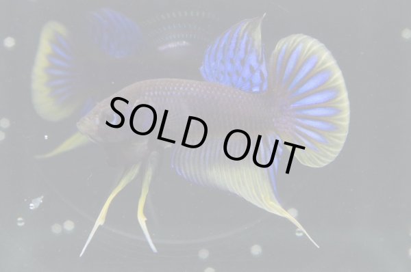 画像1: インベリス "イエローフィン・ブルー"　Pr (1)