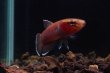 画像3: ベタ チャンノイデス Betta channoides "Melak" WC pr (3)