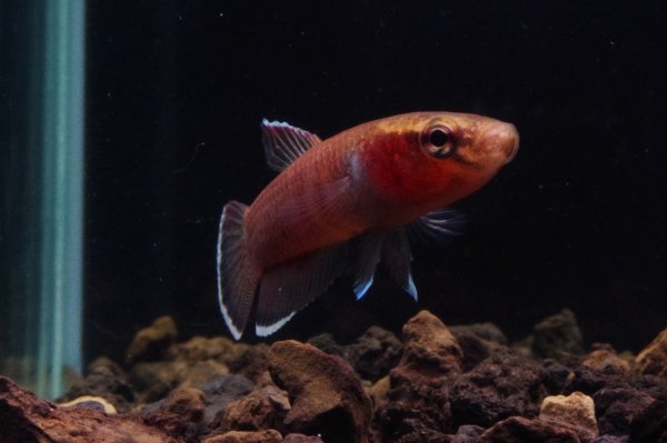 画像3: ベタ チャンノイデス Betta channoides "Melak" WC pr (3)