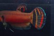 画像3: ベタ マクロストマ Betta macrostoma "Sarawak" CB pr (3)