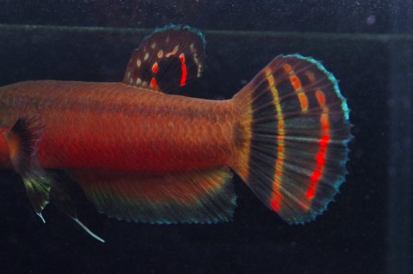 画像3: ベタ マクロストマ Betta macrostoma "Sarawak" CB pr (3)