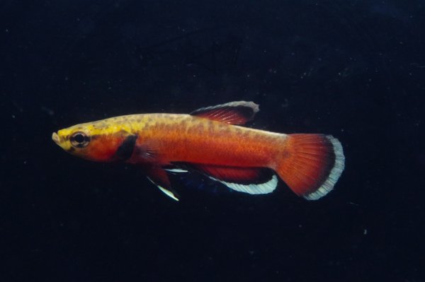 画像1: ベタ cf. アルビマルギナータ Betta cf. albimarginata "Tarakan" WC pr (1)