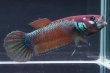 画像3: ベタ パリフィナ Betta pallifina "Bahiton" WC pr (3)