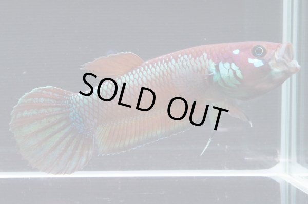 画像3: ベタ パリフィナ Betta pallifina "Bahiton" WC pr (3)