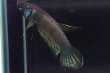 画像4: ベタ sp. グノン・マス Betta sp. "Gunung Mas" WC pr (4)