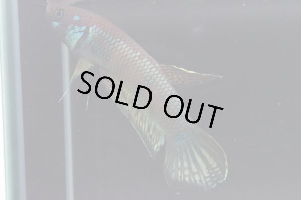 画像4: ベタ sp. グノン・マス Betta sp. "Gunung Mas" WC pr (4)