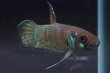 画像5: ベタ sp. グノン・マス Betta sp. "Gunung Mas" WC pr (5)