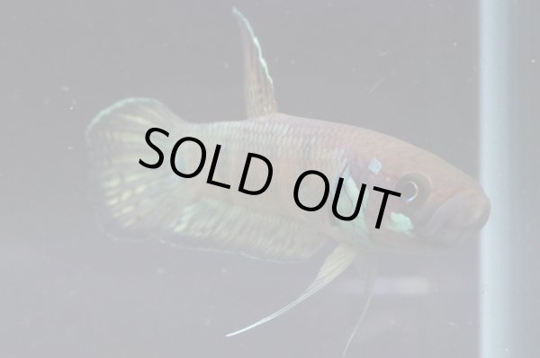 画像5: ベタ sp. グノン・マス Betta sp. "Gunung Mas" WC pr (5)