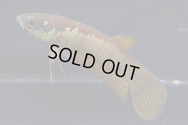 画像4: ベタ パトティ Betta patoti "Grogot" WC pr (4)