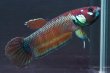 画像1: ベタ パリフィナ Betta pallifina "Bahiton" WC pr (1)
