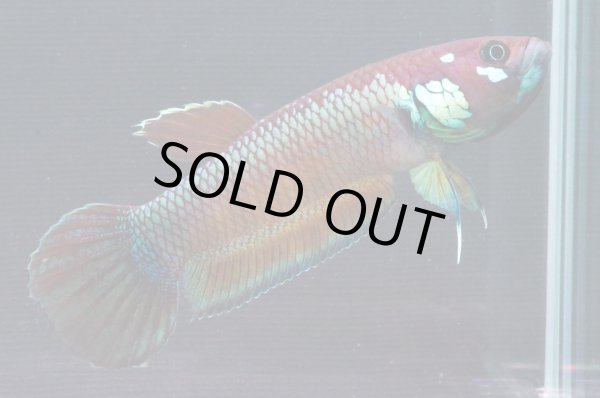 画像1: ベタ パリフィナ Betta pallifina "Bahiton" WC pr (1)