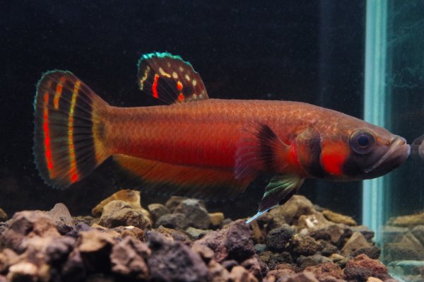 画像4: ベタ マクロストマ Betta macrostoma "Sarawak" CB pr (4)