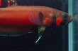 画像2: ベタ マクロストマ Betta macrostoma "Sarawak" CB pr (2)