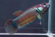 画像2: ベタ パリフィナ Betta pallifina "Bahiton" WC pr (2)