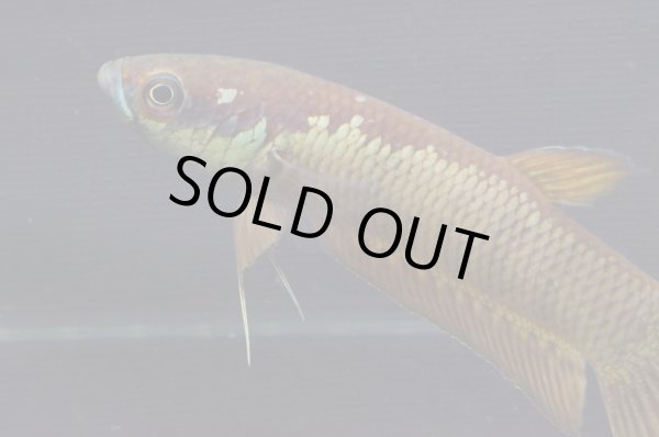 画像3: ベタ パトティ Betta patoti "Grogot" WC pr (3)