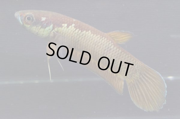 画像2: ベタ パトティ Betta patoti "Grogot" WC pr (2)