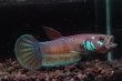 画像4: ベタ パリフィナ Betta pallifina "Tanah Siang" WC pr (4)