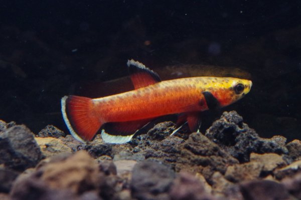 画像2: ベタ cf. アルビマルギナータ Betta cf. albimarginata "Tarakan" WC pr (2)