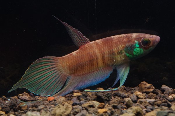 画像2: ベタ ラジャ Betta raja "Jambi" WC pr (2)