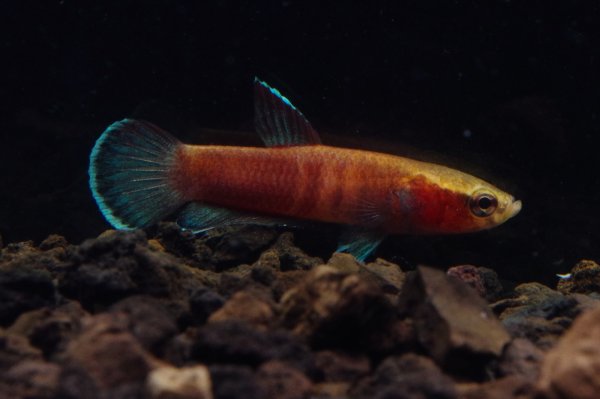 画像2: ベタ チャンノイデス Betta channoides "Melak" WC pr (2)