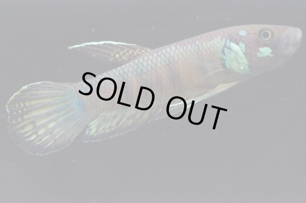 画像3: ベタ sp. グノン・マス Betta sp. "Gunung Mas" WC pr (3)