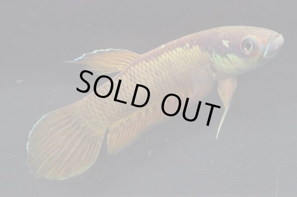 画像1: ベタ パトティ Betta patoti "Grogot" WC pr (1)