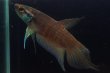 画像1: ベタ レイ Betta lehi "Anjungan Kalbar" WC pr (1)