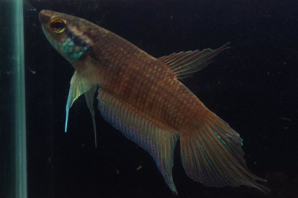画像1: ベタ レイ Betta lehi "Anjungan Kalbar" WC pr (1)