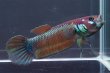 画像4: ベタ パリフィナ Betta pallifina "Bahiton" WC pr (4)