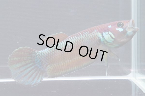 画像4: ベタ パリフィナ Betta pallifina "Bahiton" WC pr (4)