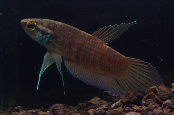 画像2: ベタ レイ Betta lehi "Anjungan Kalbar" WC pr (2)