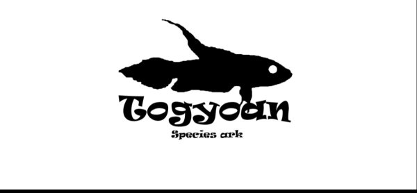 画像1: ベタ ワセリィ Betta waseri  WC pr (1)