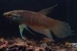 画像3: ベタ レイ Betta lehi "Anjungan Kalbar" WC pr (3)