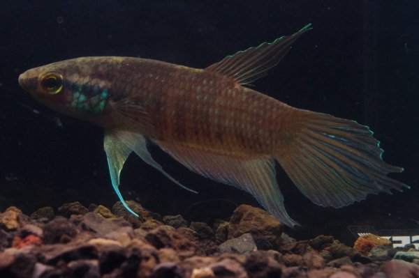 画像3: ベタ レイ Betta lehi "Anjungan Kalbar" WC pr (3)