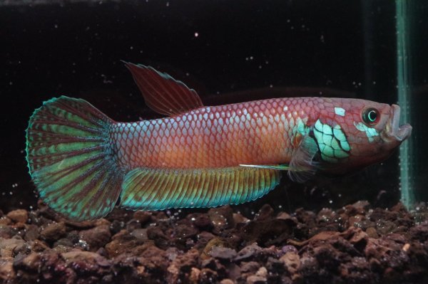 画像2: ベタ パリフィナ Betta pallifina "Tanah Siang" WC pr (2)