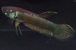 画像2: ベタ sp. グノン・マス Betta sp. "Gunung Mas" WC pr (2)