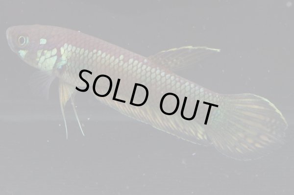 画像2: ベタ sp. グノン・マス Betta sp. "Gunung Mas" WC pr (2)