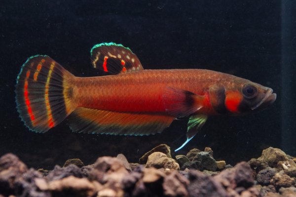 画像1: ベタ マクロストマ Betta macrostoma "Sarawak" CB pr (1)