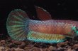 画像3: ベタ パリフィナ Betta pallifina "Tanah Siang" WC pr (3)