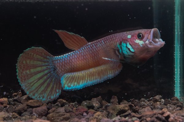 画像1: ベタ パリフィナ Betta pallifina "Tanah Siang" WC pr (1)