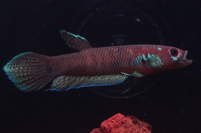 注文 【闘魚庵】Betta sp. 