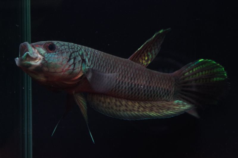 Betta sp. Antuta 