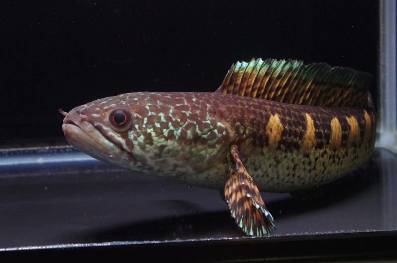 Channa aurantimaculata - 闘魚庵