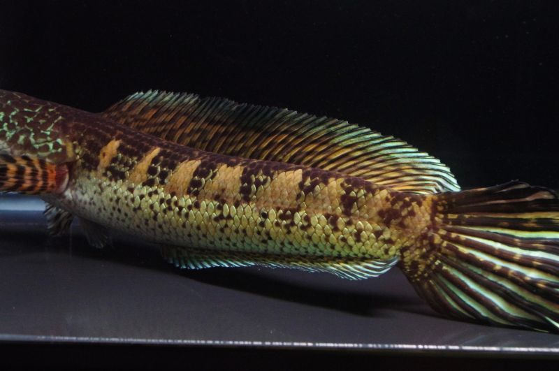 Channa aurantimaculata - 闘魚庵