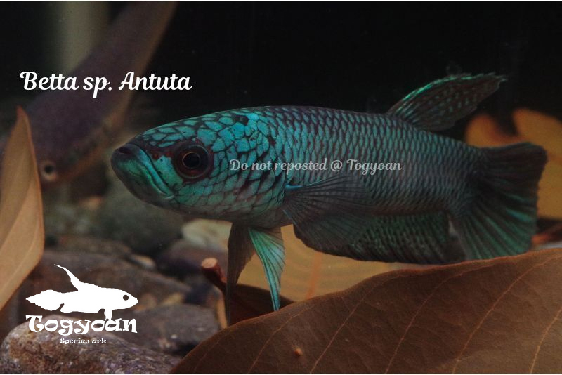 ベタ sp. Antuta (Betta sp.) WC pr - 闘魚庵